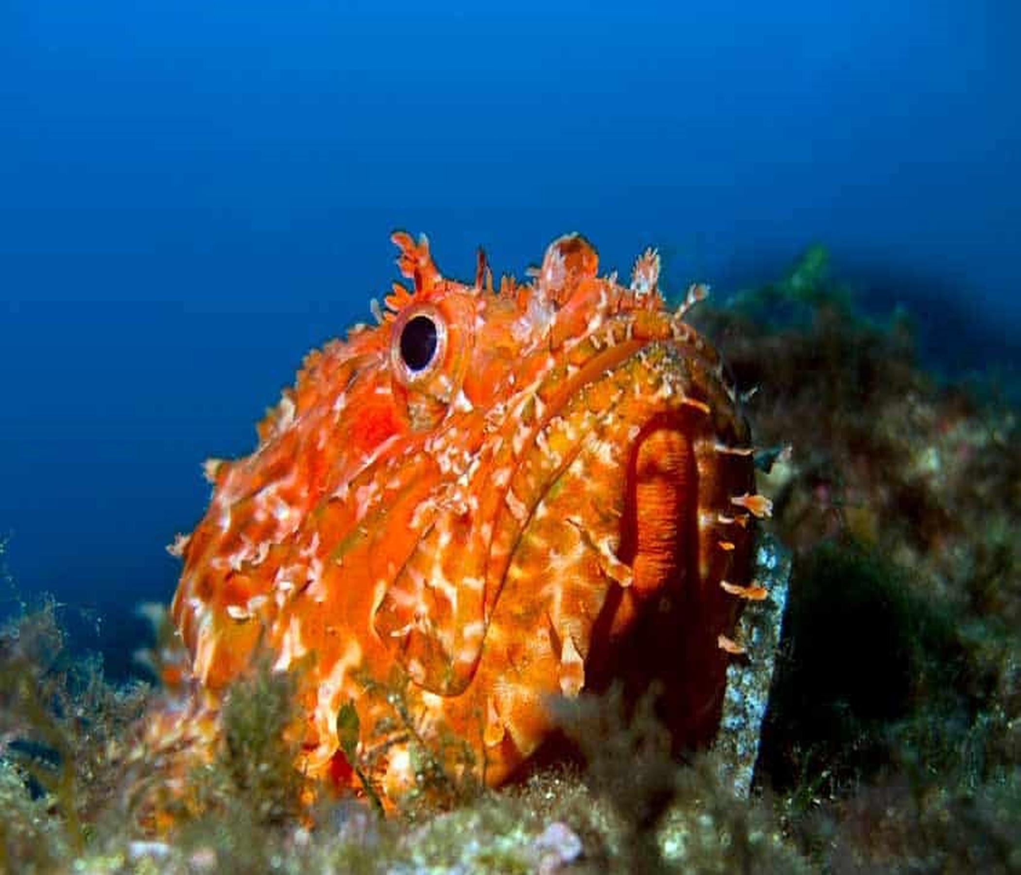 Discover Scuba