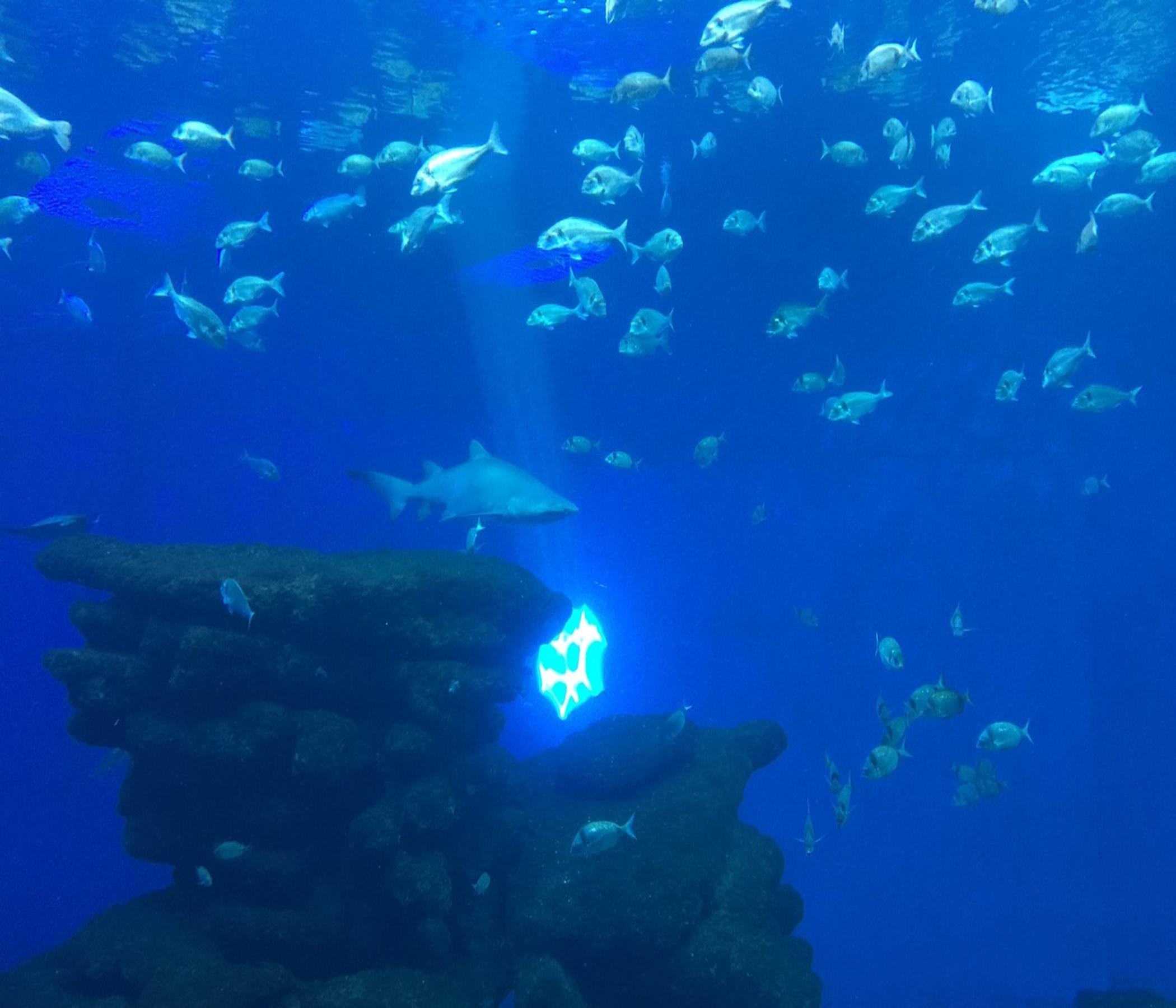 Palma Aquarium