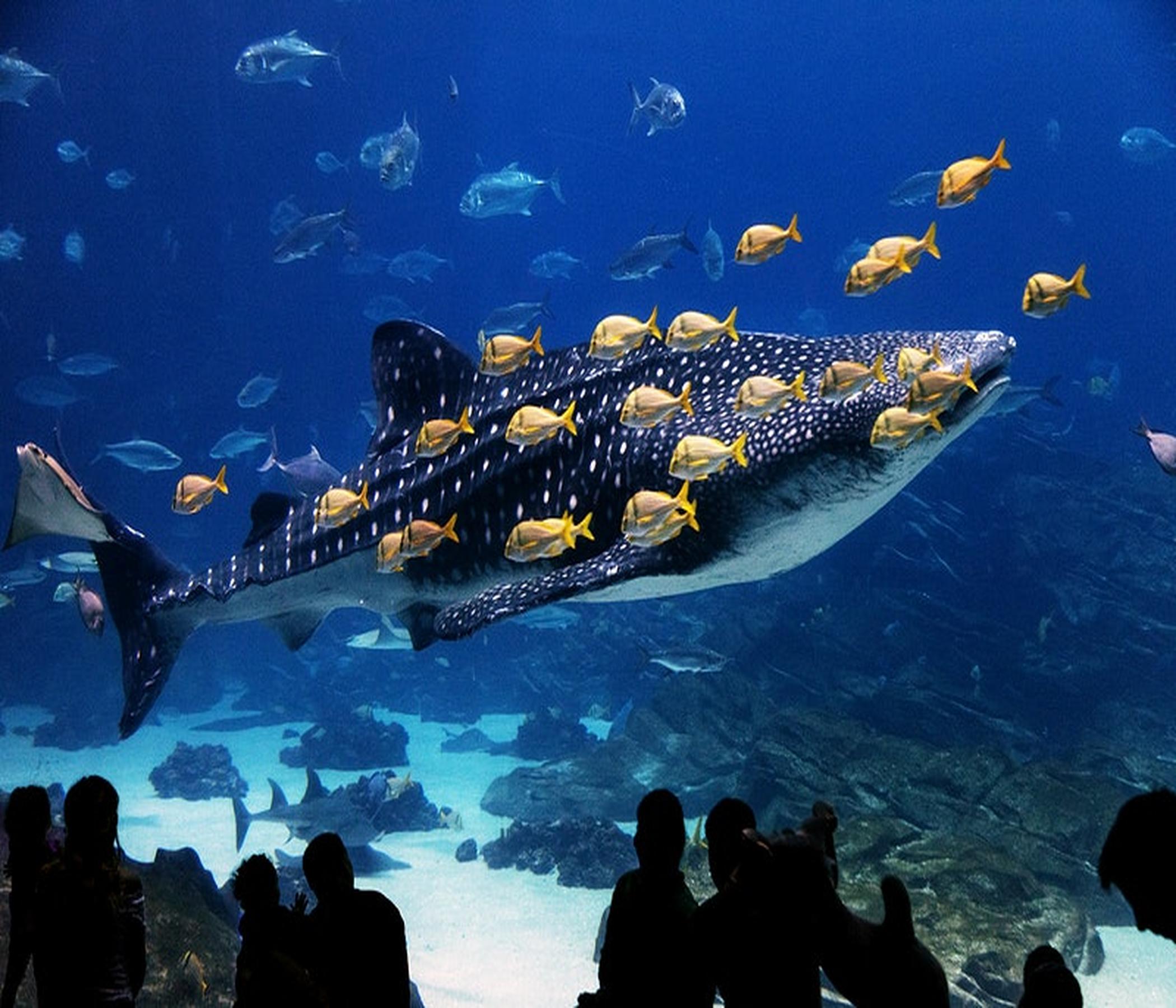 Palma Aquarium