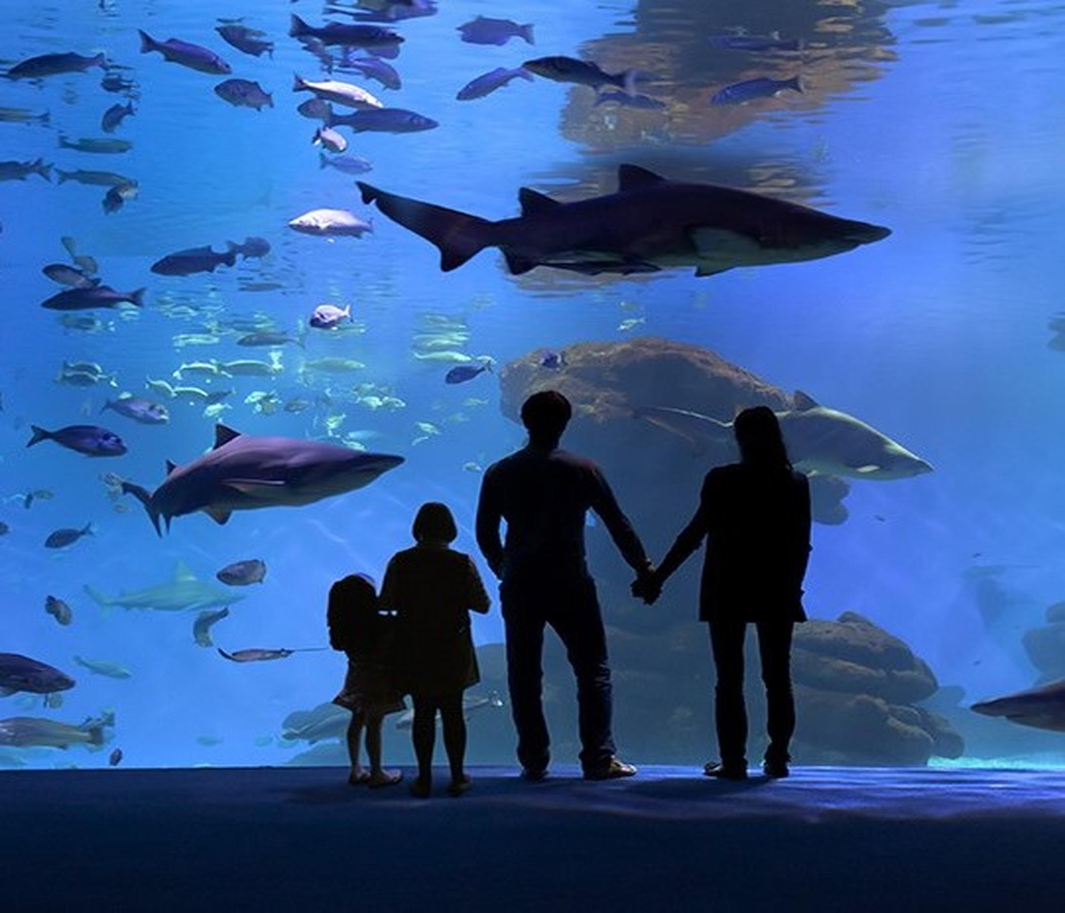 Palma Aquarium
