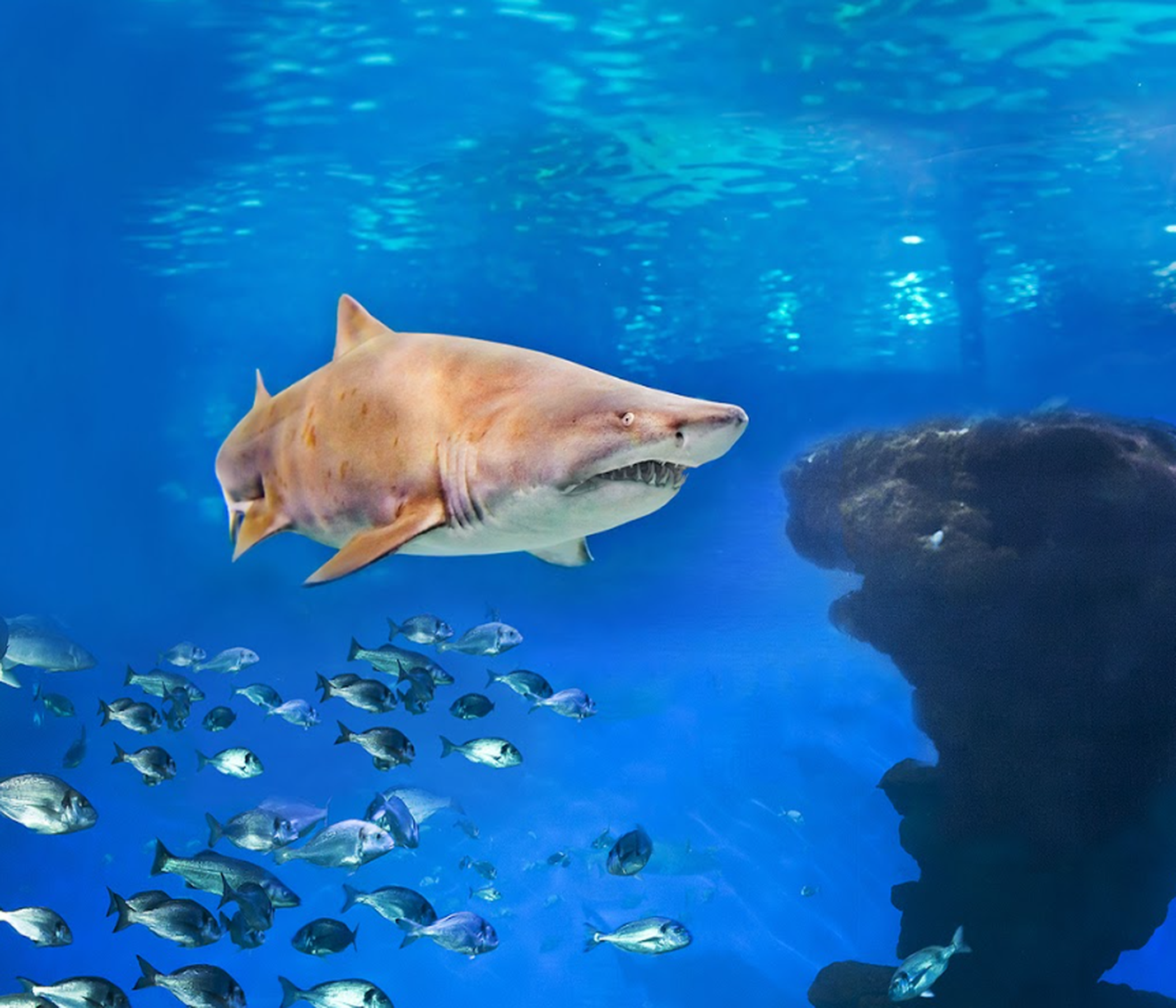 Eintrittskarte Palma Aquarium
