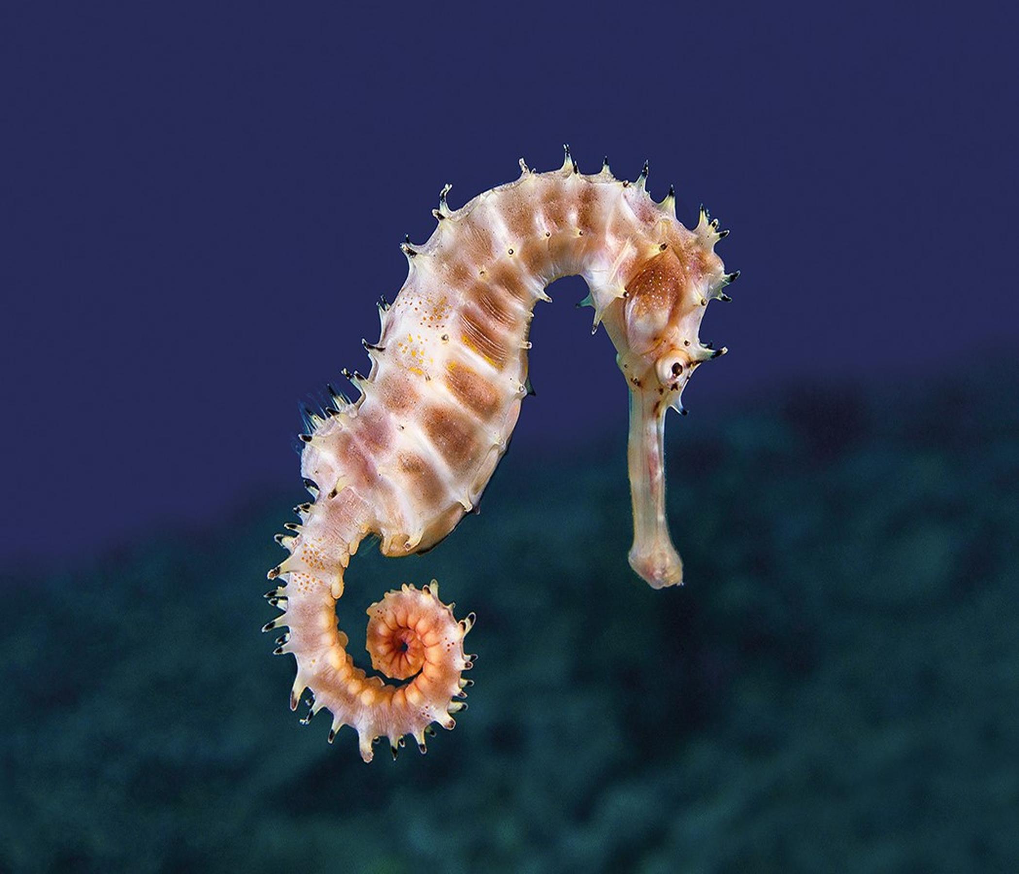Palma Aquarium