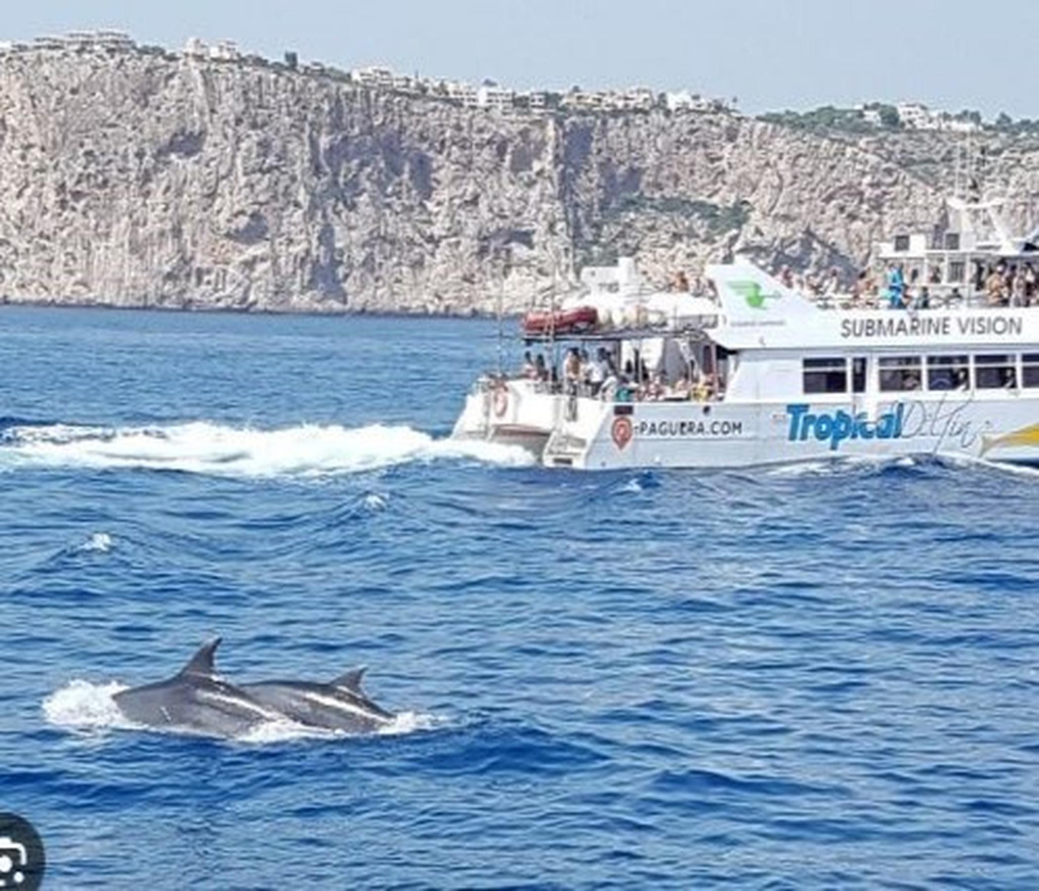 Cruceros Cormoran Dolphin Watch