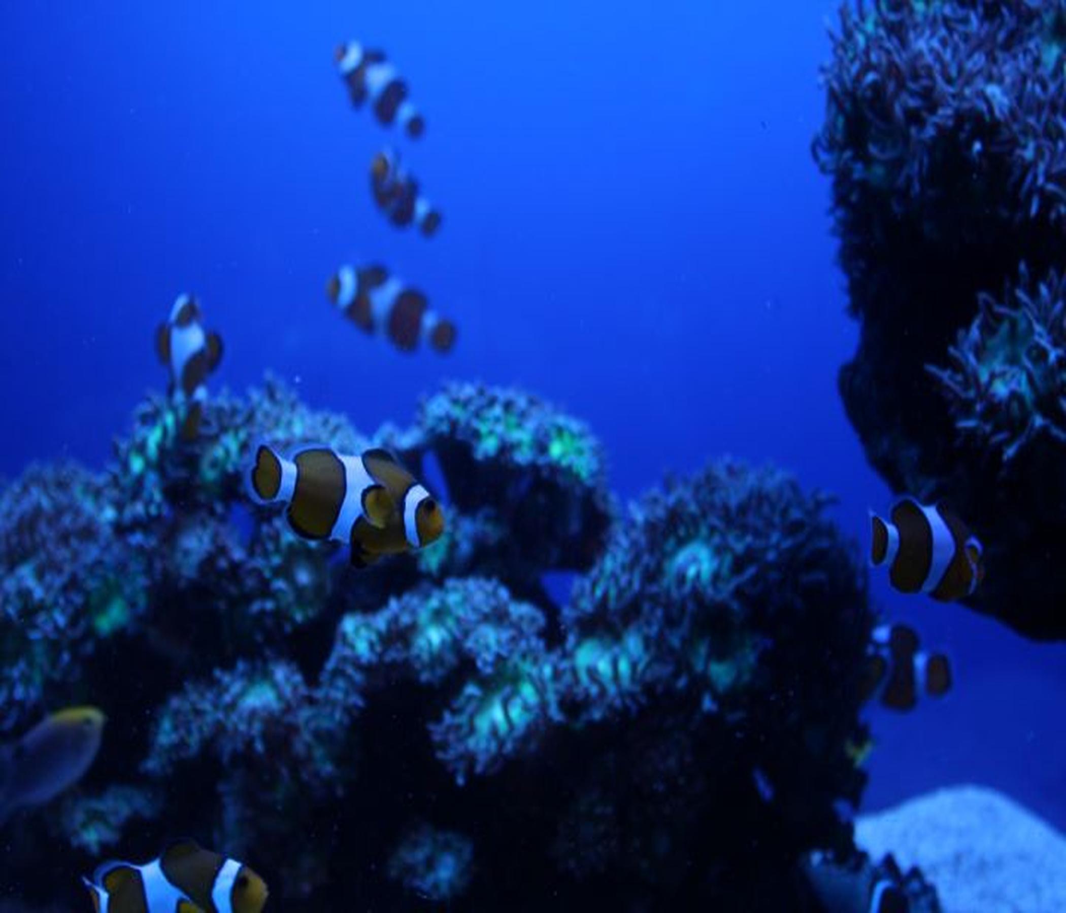 Palma Aquarium