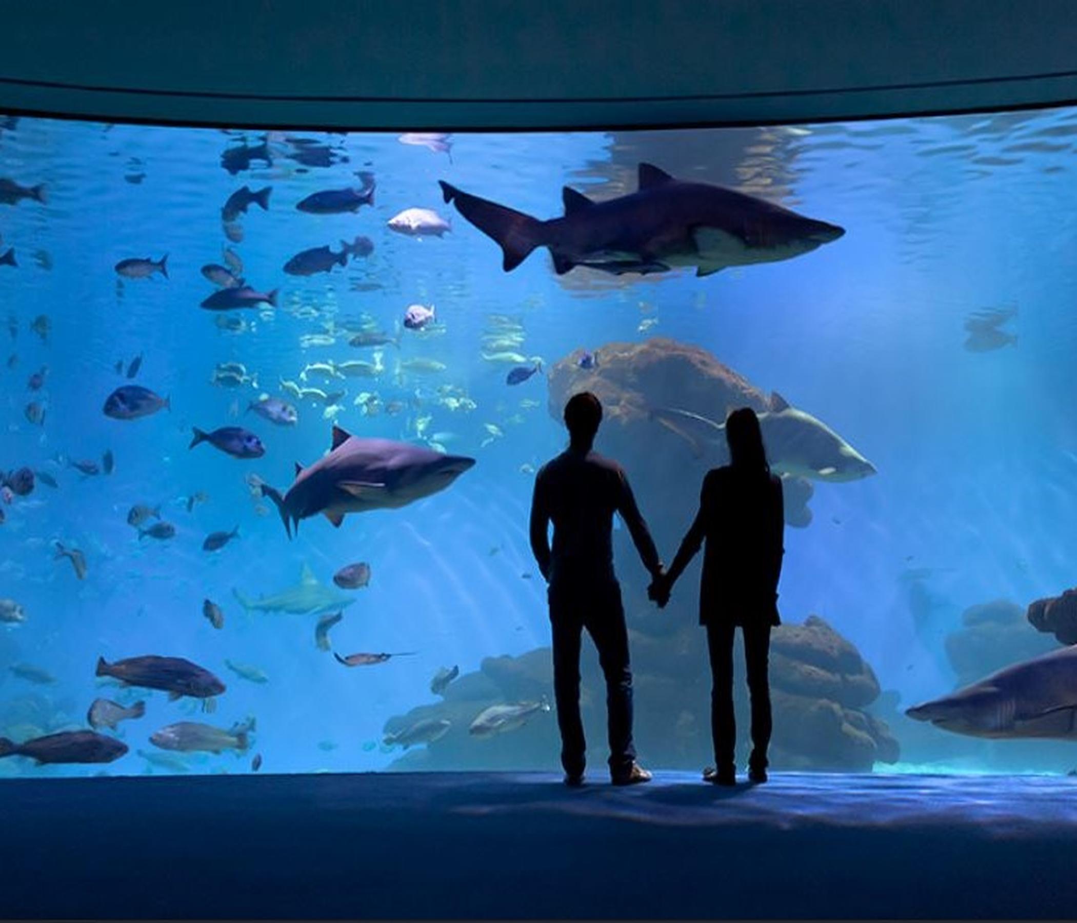 Eintrittskarte Palma Aquarium