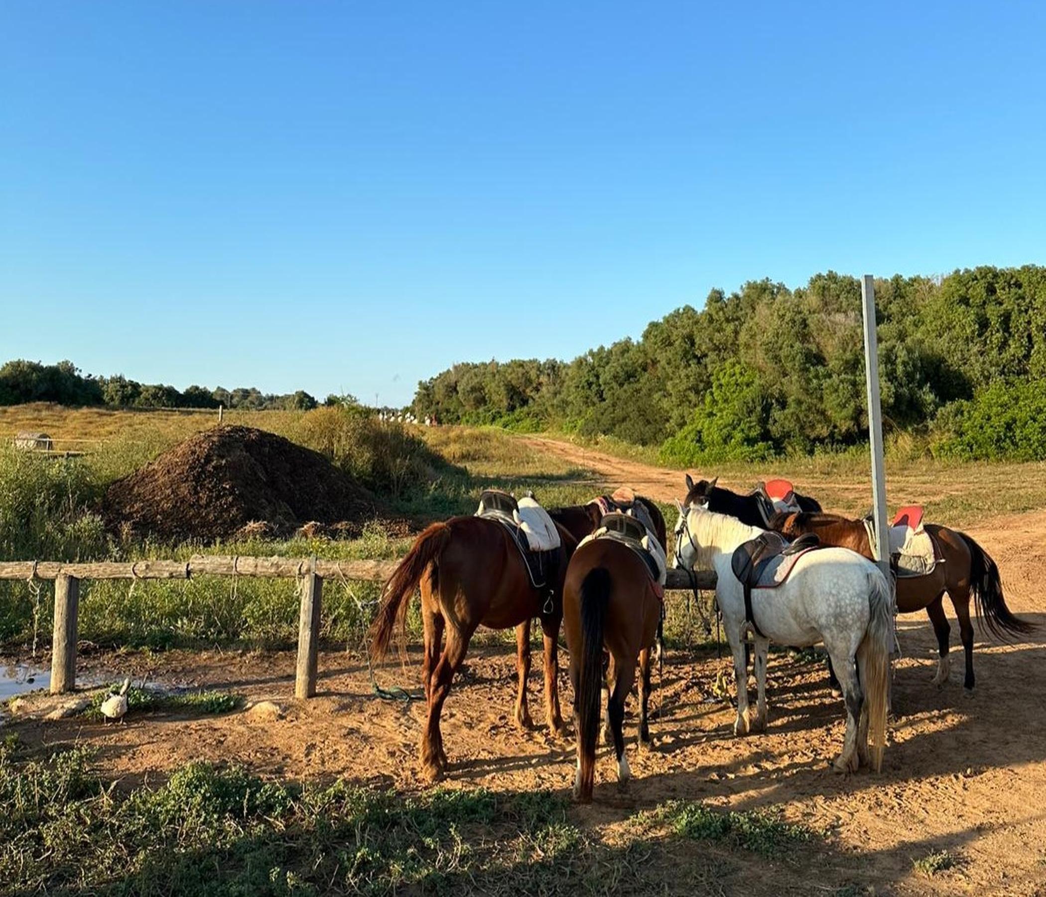 Rancho Grande - Pferderanch mit BBQ