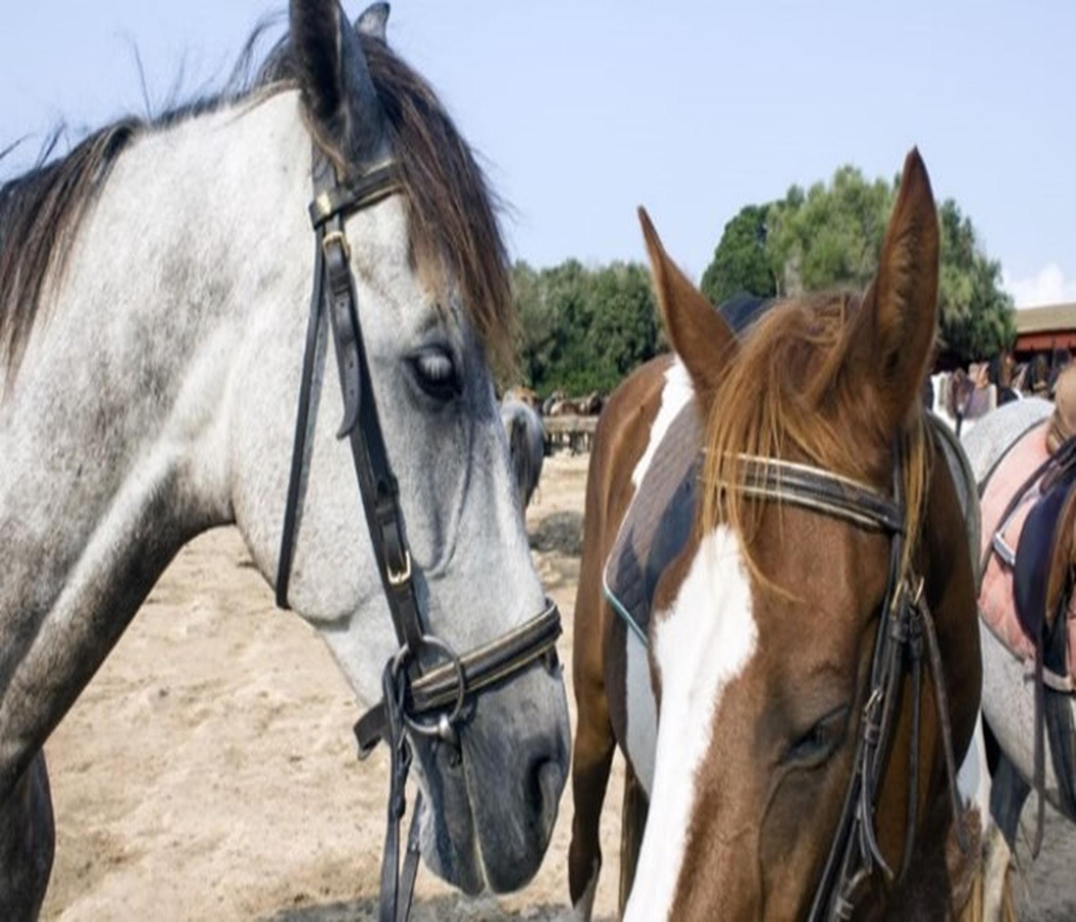 Mallorca Horses