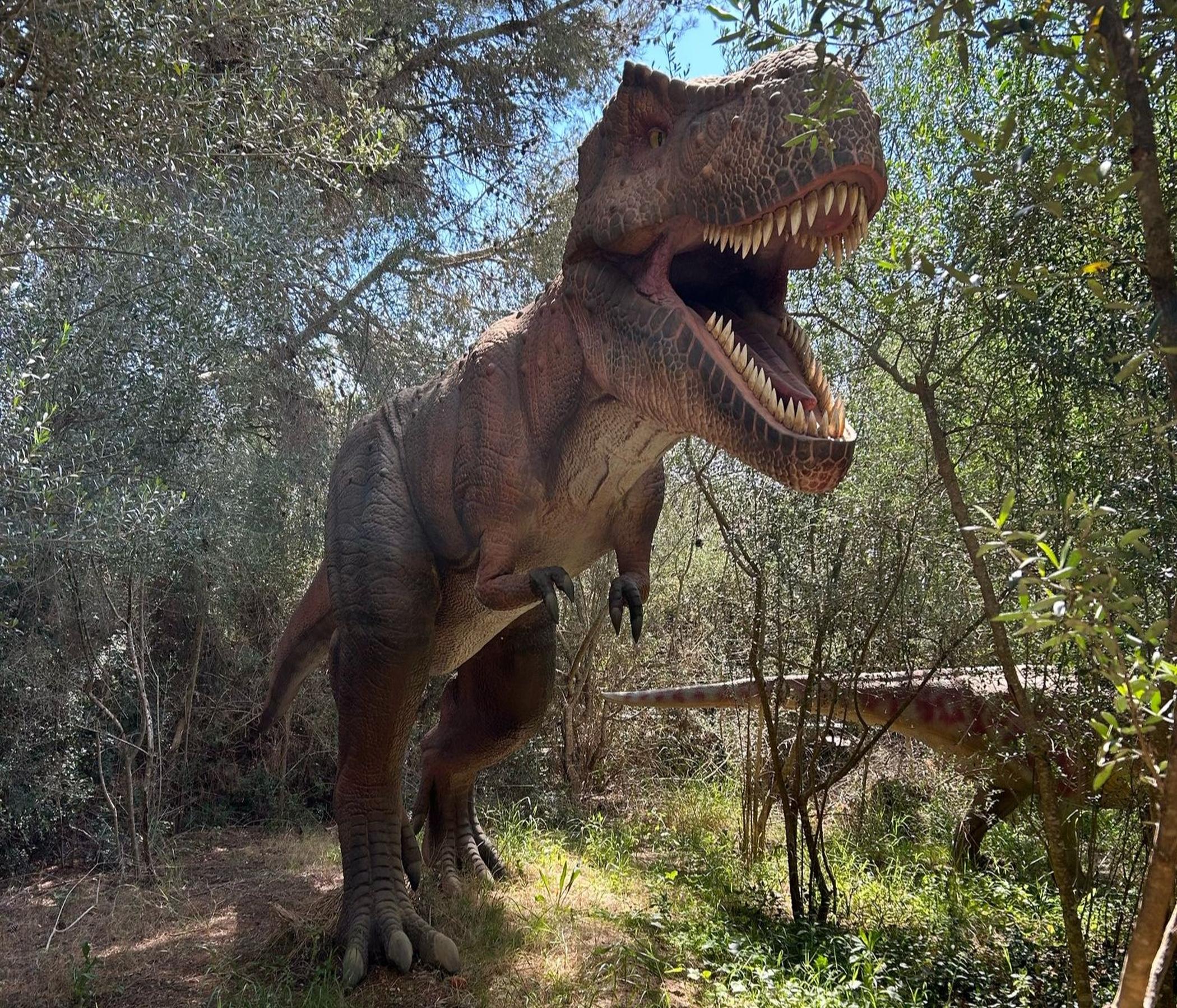 Drachenhöhlen oder Hamshöhlen auch mit Dinoland