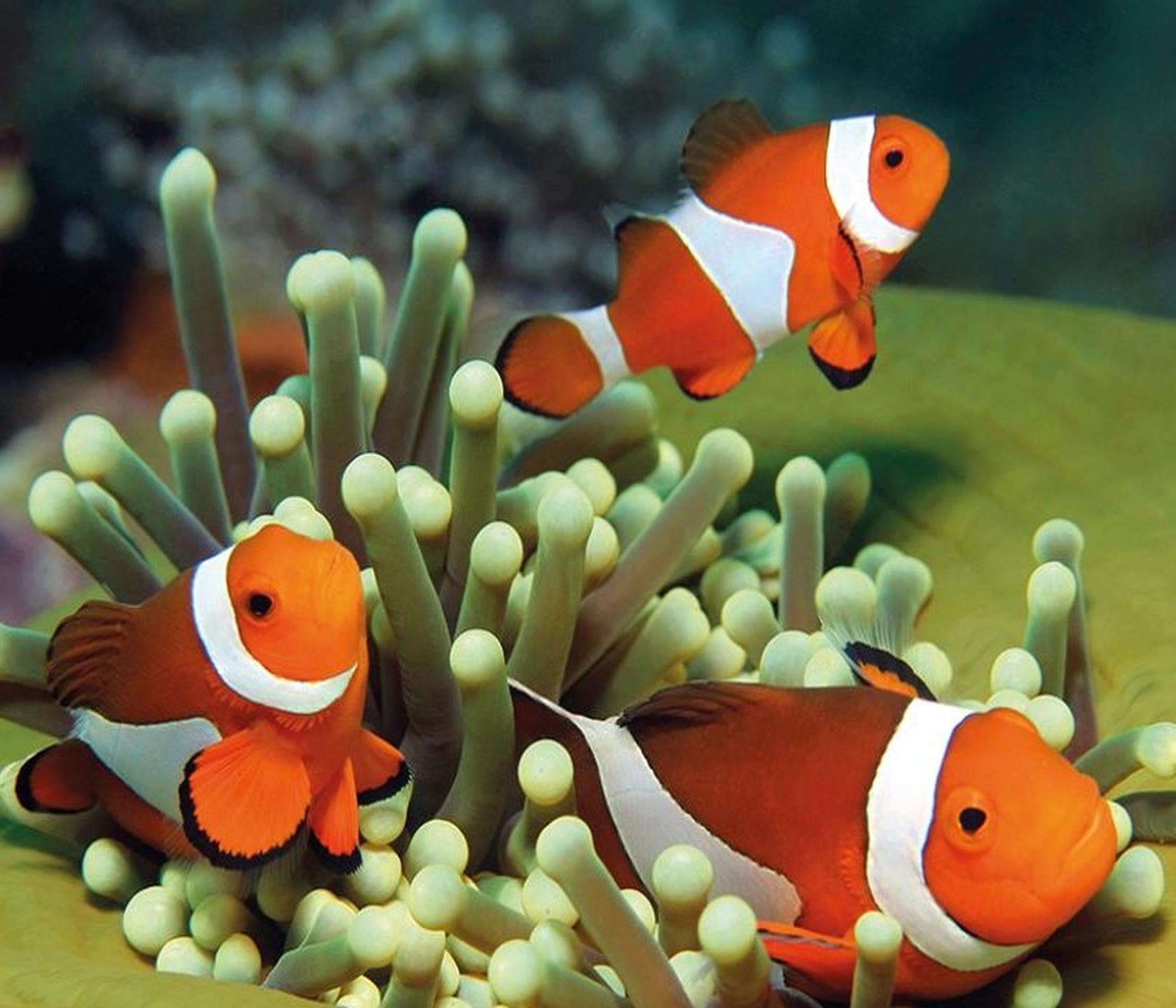 Eintrittskarte Palma Aquarium