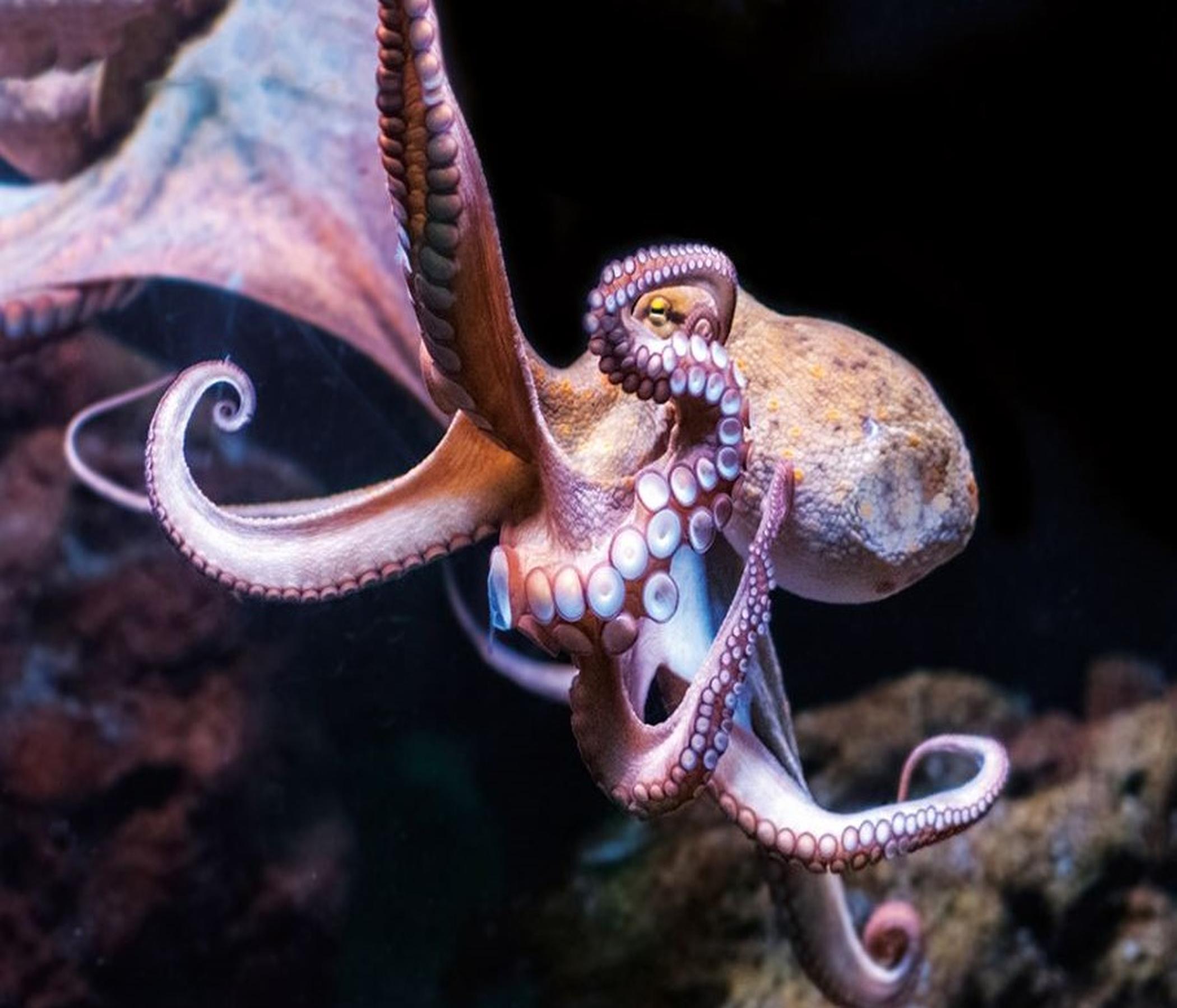 Eintrittskarte Palma Aquarium