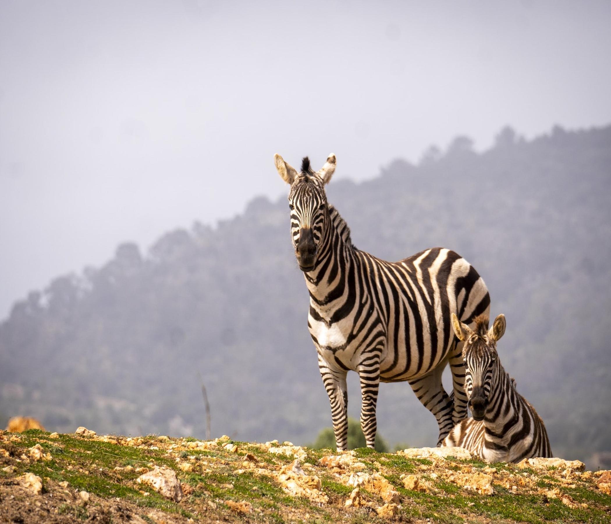 Safari Zoo