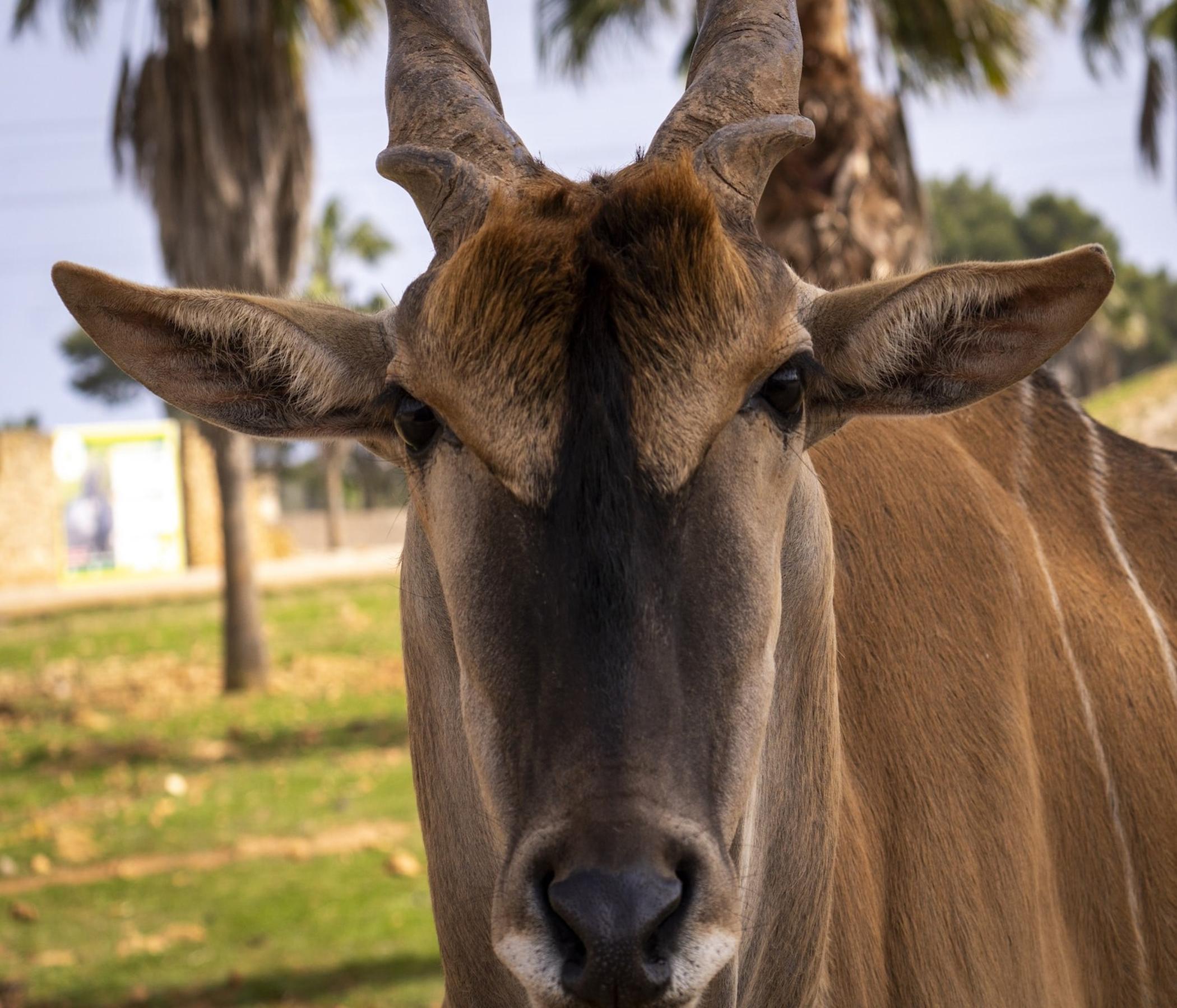 Safari Zoo