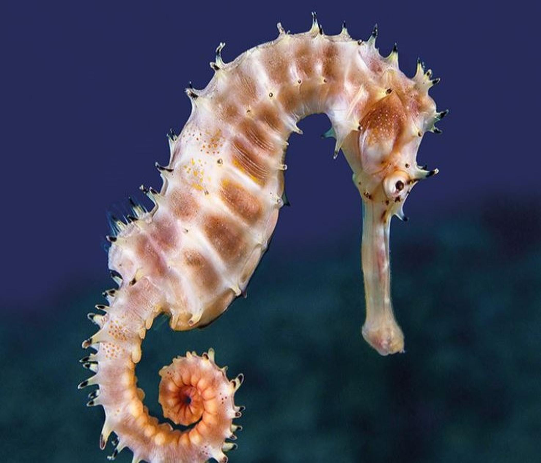 Eintrittskarte Palma Aquarium