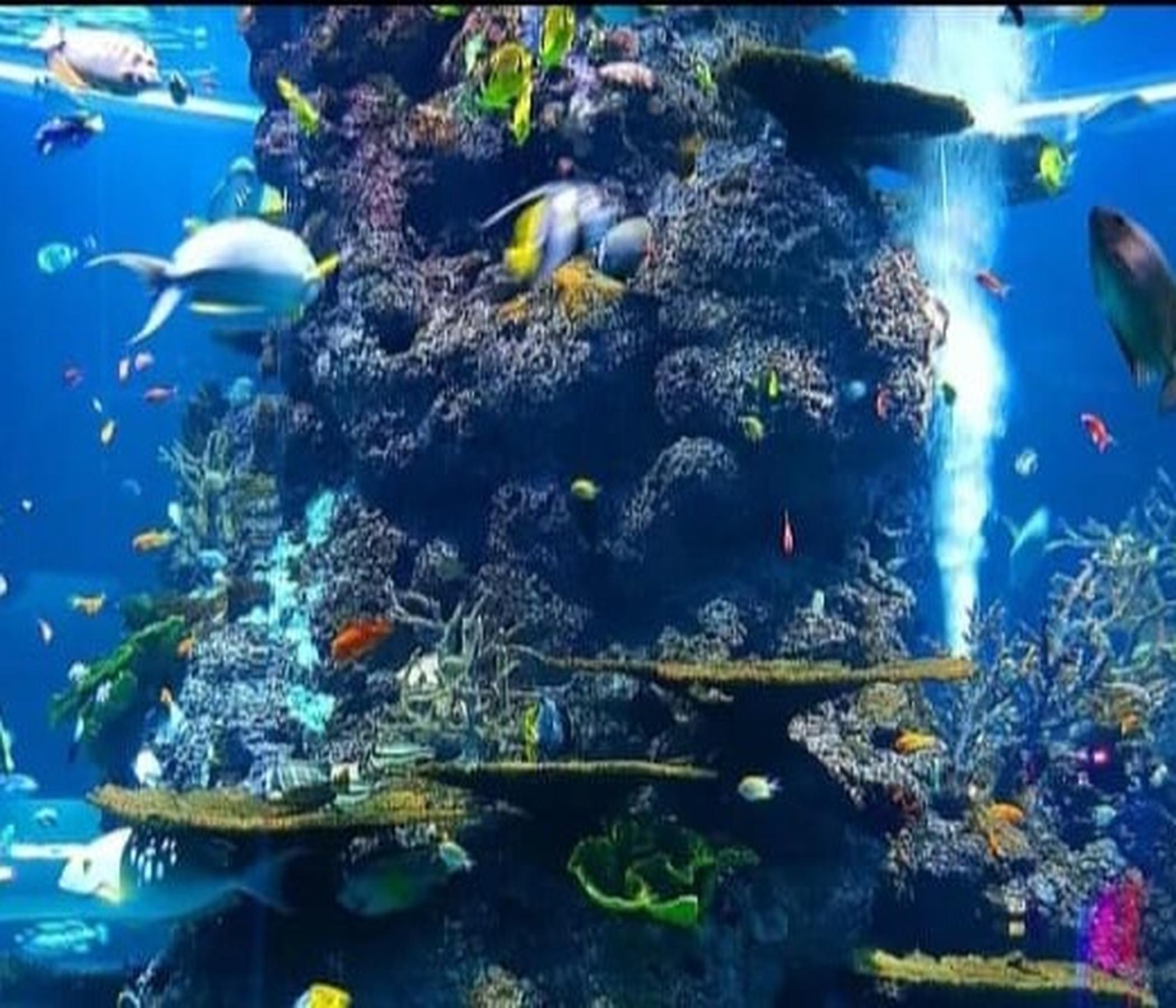 Palma Aquarium