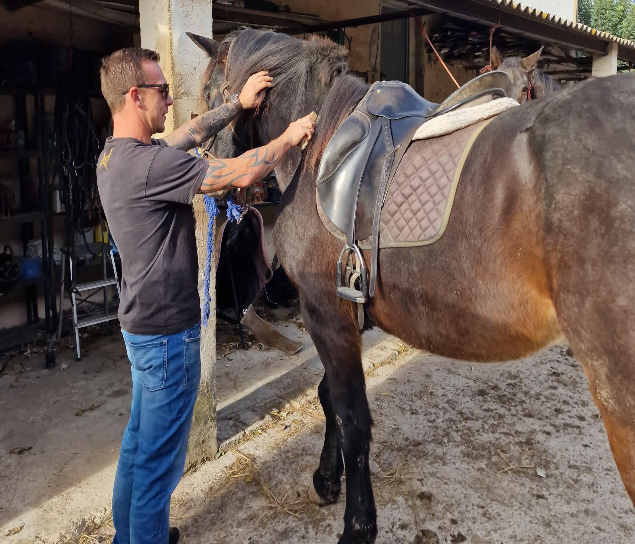 Mallorca Horses