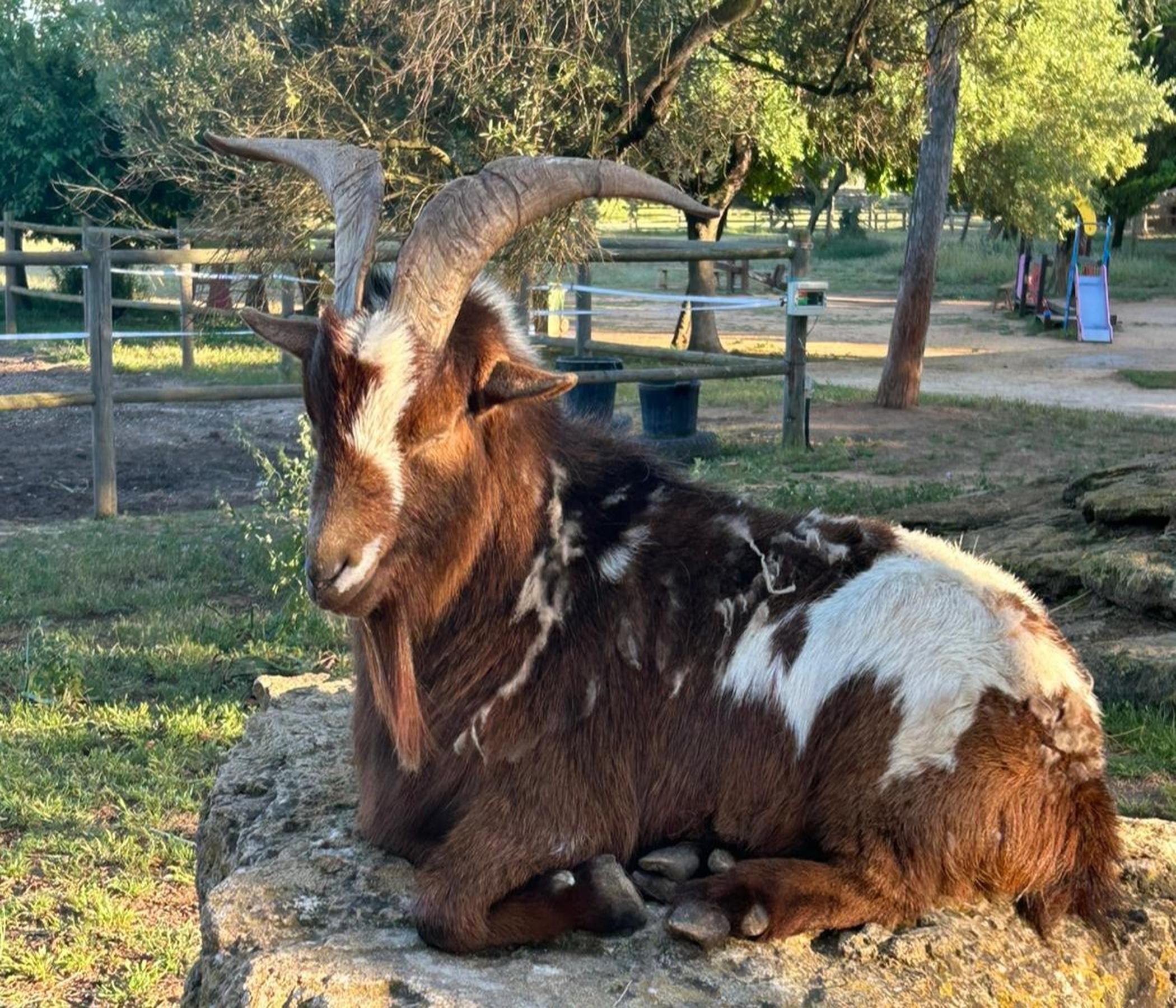 Rancho Grande - Pferderanch mit BBQ