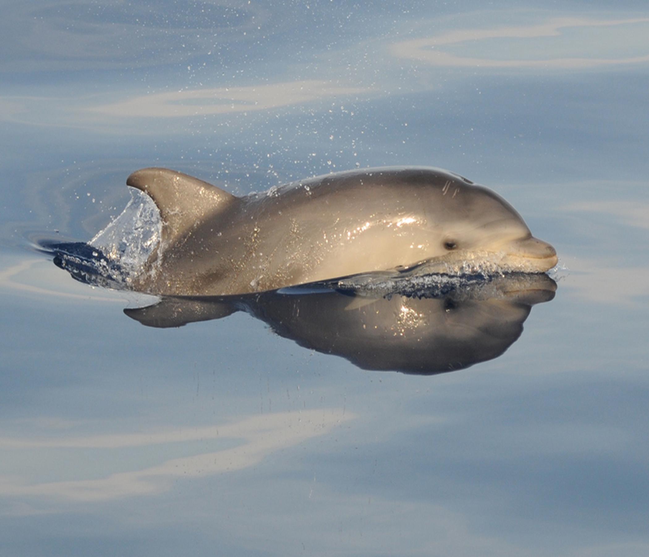 Delfinwatching