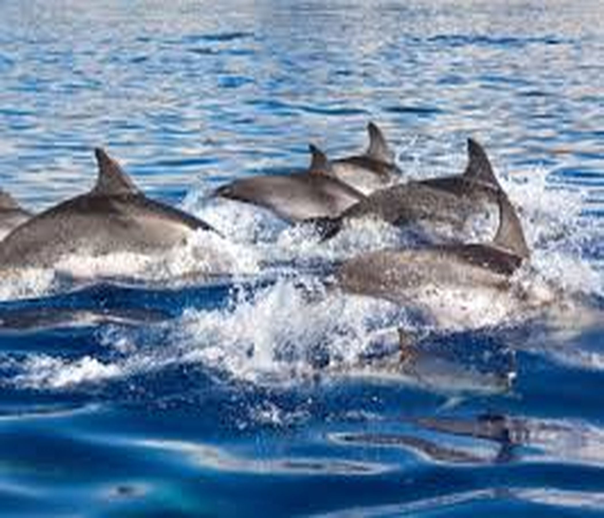 Dolphin Watch