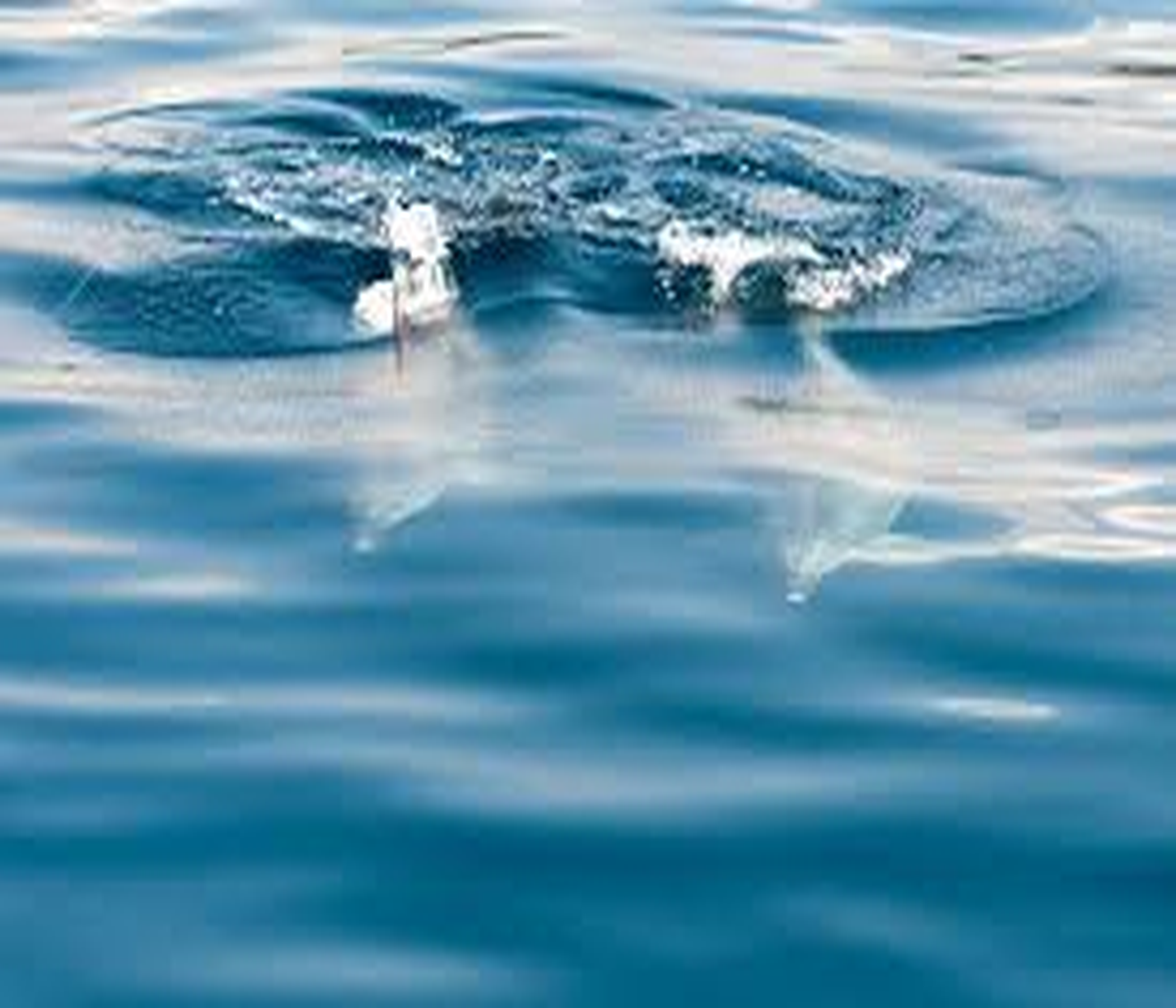 Dolphin Watch