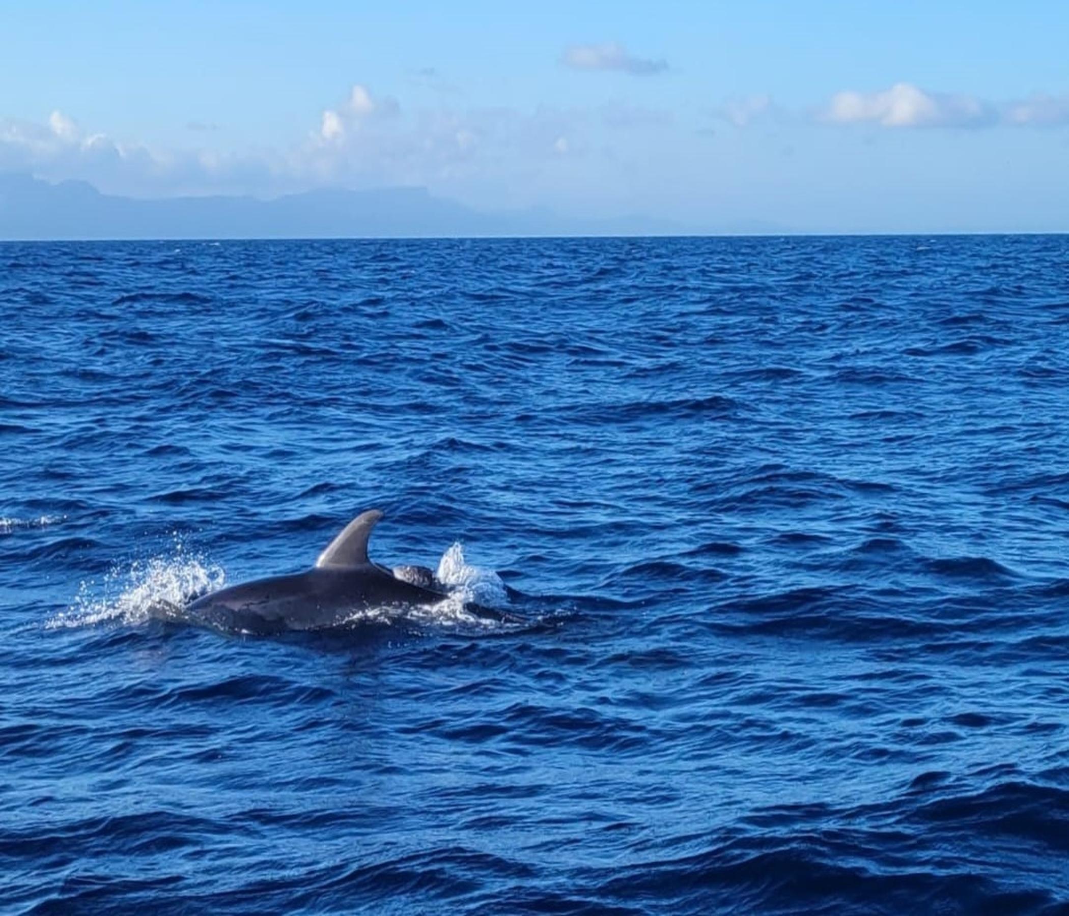 Alcudia Sea Explorer Delfine - Bootsfahrt